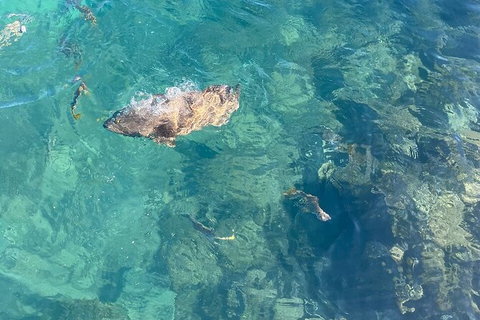 Aquascene Magnetic Island Discovery Tour - 2032 Olympic Games 6