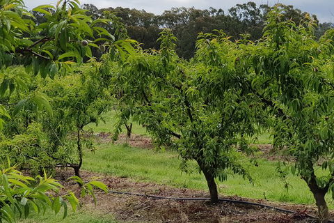 Yarra Valley Wineries And Rayners Orchard Tour From Melbourne - 2032 Olympic Games 27