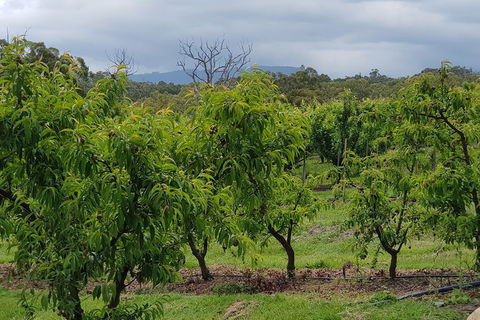 Yarra Valley Wineries And Rayners Orchard Tour From Melbourne - 2032 Olympic Games 16