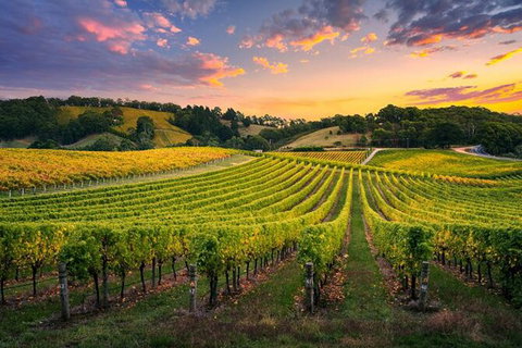 Swan Valley Sunset Wine Tour - Premium Small Group Tour - 2032 Olympic Games 0