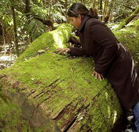 Washpool National Park - Washpool Walk - 2032 Olympic Games