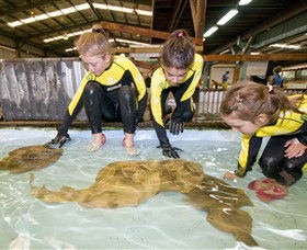Australian Shark And Ray Centre - 2032 Olympic Games 0