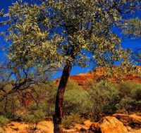 Mt Romance Australia Pty Ltd - 2032 Olympic Games