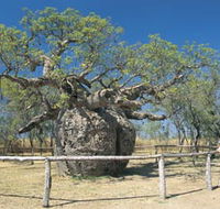 Boab Prison Tree - 2032 Olympic Games
