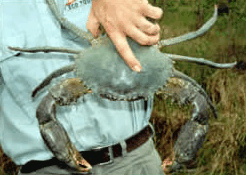 Whitsunday Crocodile Safari - 2032 Olympic Games