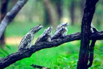 Camp Creek QLD 2032 Olympic Games