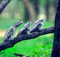 Undara Experience - 2032 Olympic Games