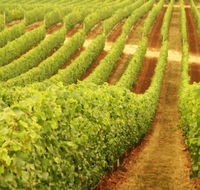 Wignalls Winery - 2032 Olympic Games