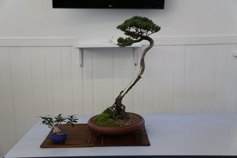 Wauchope Bonsai Workshop Group - 2032 Olympic Games 0