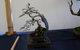 Wauchope Bonsai Workshop Group - thumb 1