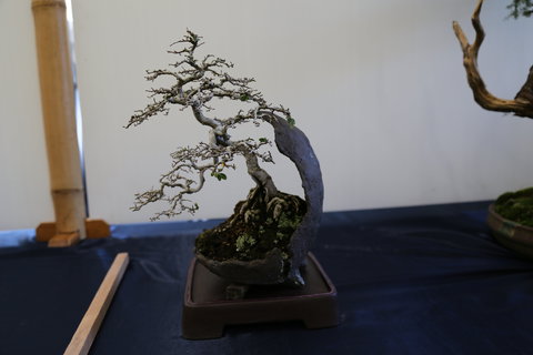 Wauchope Bonsai Workshop Group - 2032 Olympic Games 1