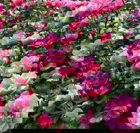 2020 Woolmers Estate Festival of Roses - 2032 Olympic Games