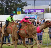 Camel Races at Gosford Showgrounds - 2032 Olympic Games