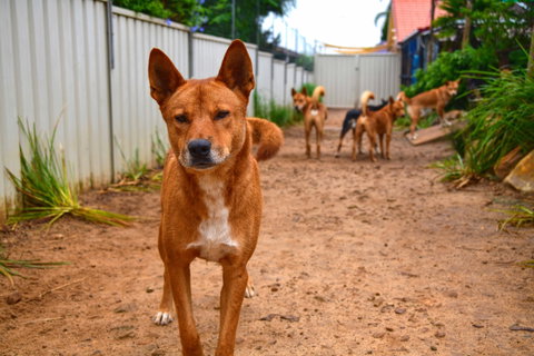 Dingo Den Discovery Experience - 2032 Olympic Games 2