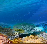 Recovery of the Great Barrier Reef - 2032 Olympic Games