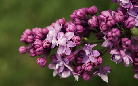 69th Annual Goulburn Lilac City Festival - 2032 Olympic Games 0