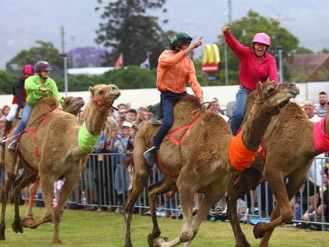 Camel Races At Penrith Paceway - 2032 Olympic Games 0