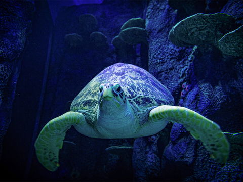 Sydney's Aquarium - 2032 Olympic Games 0