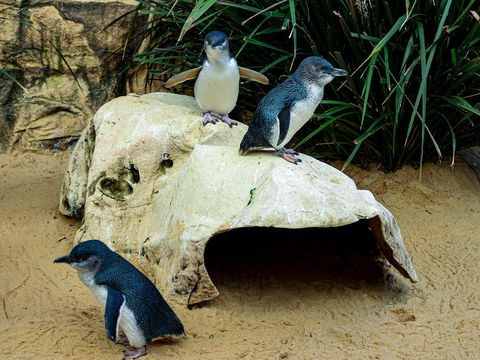 Sydney's Aquarium - 2032 Olympic Games 2