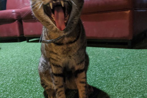 Jump Inn Alice Budget Accommodation - 2032 Olympic Games 1