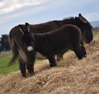 Malakai Farm Stay - 2032 Olympic Games