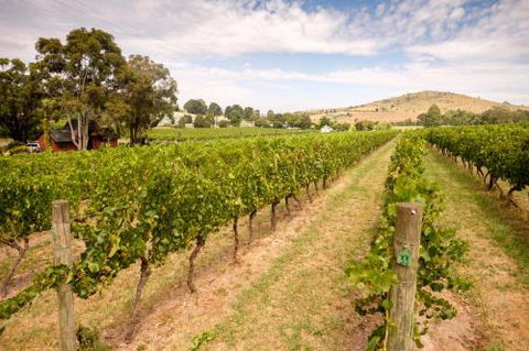Fergusson Winery Homestead Accomodation - 2032 Olympic Games 3