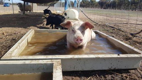 A Better Life Animal Sanctuary FarmStay Private Two Bedrooms Lounge Room & Bathroom & Toilet Shared Kitchen - 2032 Olympic Games 2