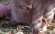 A Better Life Animal Sanctuary FarmStay Private Two Bedrooms Lounge Room & Bathroom & Toilet Shared Kitchen - thumb 5