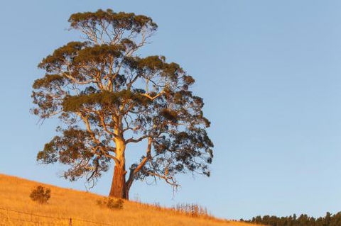 2 Dukes Daylesford - 2032 Olympic Games 5