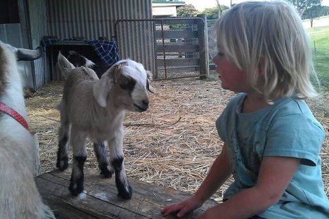Fernleigh Farmstay & Bike Park - 2032 Olympic Games 5