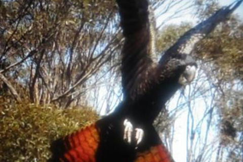 Cooinda Holiday Village - 2032 Olympic Games 1