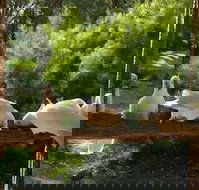 The Burrow At Wombat Bend - 2032 Olympic Games