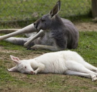 A Twist of Willow - 2032 Olympic Games