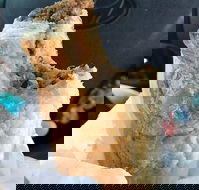 Foster's Bakery - 2032 Olympic Games