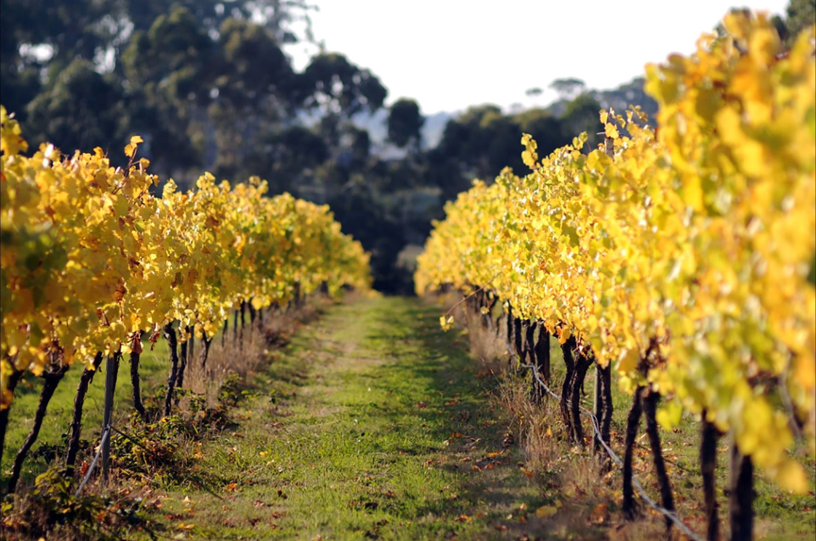 Alvie VIC 2032 Olympic Games