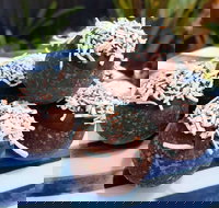 Watkins Bay Coffee Trading Company - 2032 Olympic Games