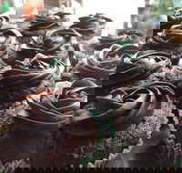 Govindas Pure Vegetarian - Burleigh Heads - 2032 Olympic Games