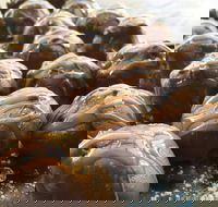 The Burrow Coffee House - 2032 Olympic Games