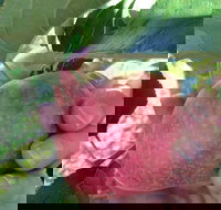 Darkes Glenbernie Orchard - 2032 Olympic Games