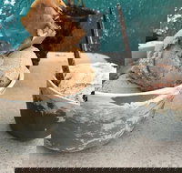 Roho Bure Vegan Ice Cream - 2032 Olympic Games