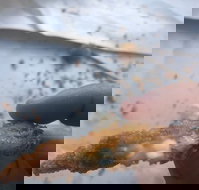 Wild Local Prawns - 2032 Olympic Games