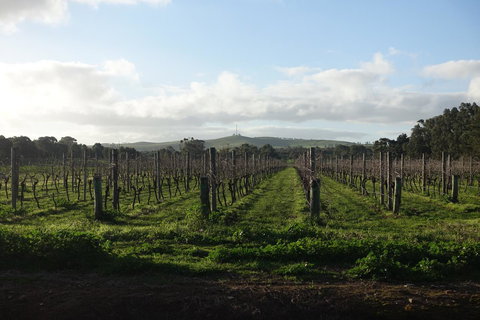 Amy\'s House Bed & Breakfast - 2032 Olympic Games 31