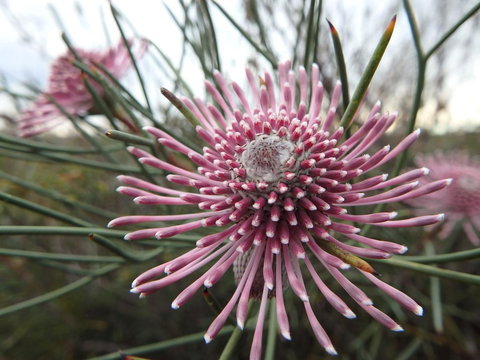 Lazy Lobster Holiday Units & Chalets - 2032 Olympic Games 19