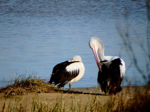 Lazy Lobster Holiday Units & Chalets - 2032 Olympic Games 33