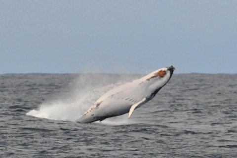 Albany Motel & Apartments - 2032 Olympic Games 19