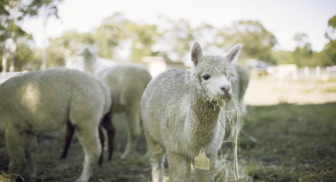 The Woods Farm Jervis Bay - 2032 Olympic Games 12