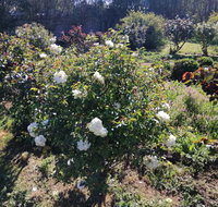 Carisbrook Country Retreat Motel - 2032 Olympic Games