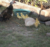 Corella Creek Country Farm Stay - 2032 Olympic Games