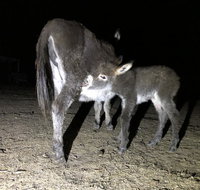 Donkey Tales Farm Cottages - 2032 Olympic Games