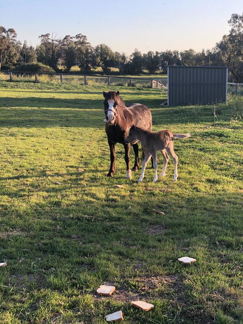 Gibbagunyah Manor - 2032 Olympic Games 1
